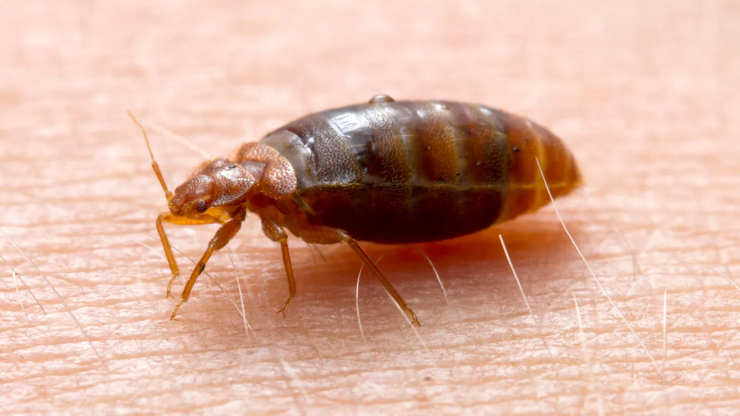 Bed Bug Control