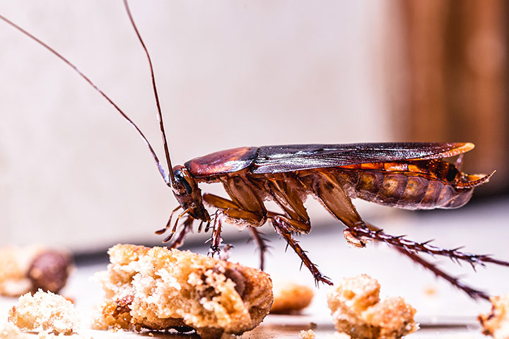 Cockroach Control
