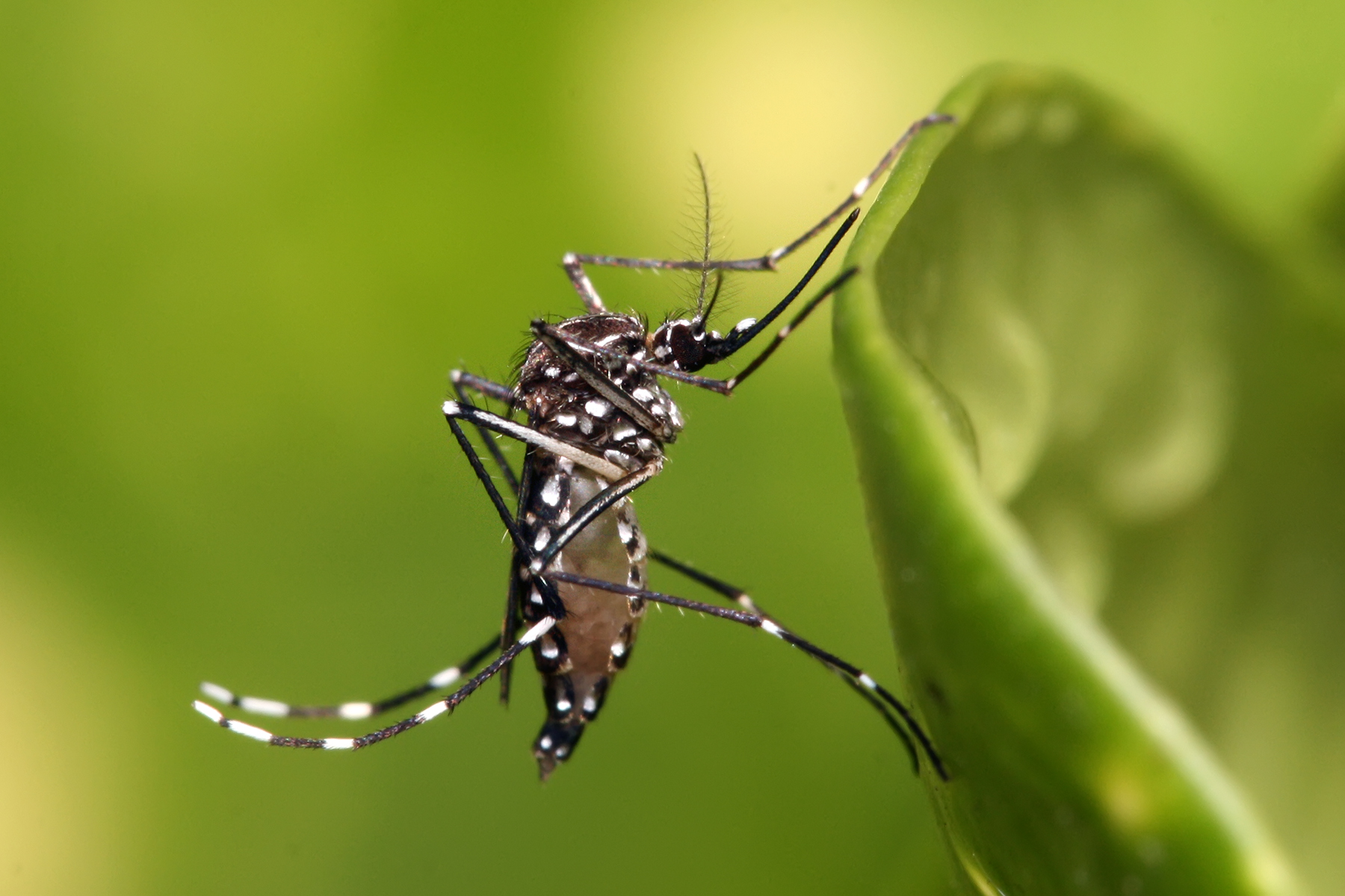 Flying Pest Control