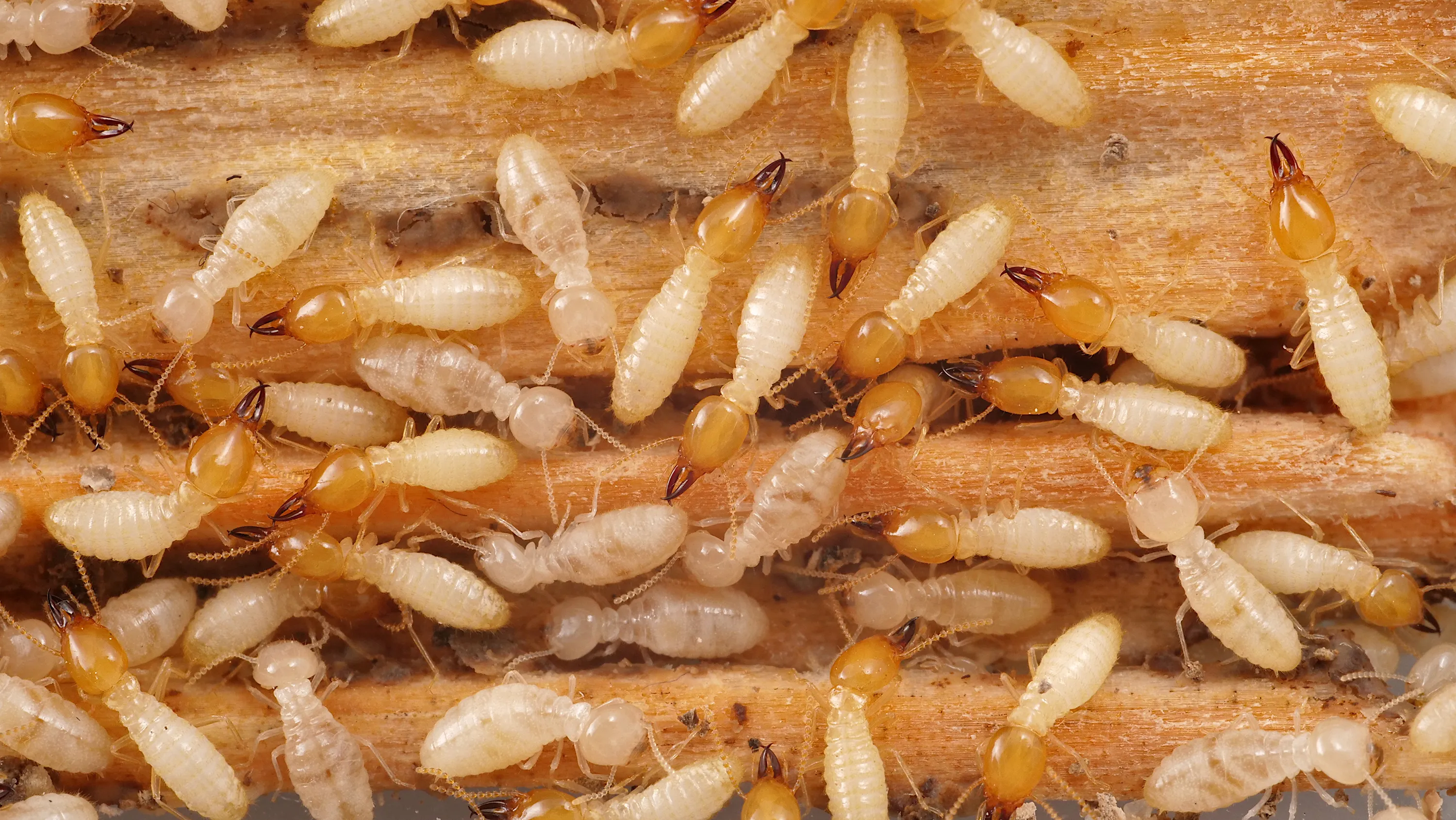 Total Termites Solutions